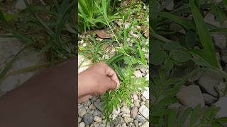 Best ways to make marigold plants more Bushi viral shorts [upl. by Rose]