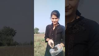 batli ka bij khet me leganaminivlog👍🙏🙏 please subscribe 🙏🙏 [upl. by Denae]