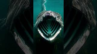 BASKING SHARK  Scariest Animals on earth that are completely harmless [upl. by Deirdre207]