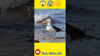 Laysan Albatross Bird 🕊️😰😱facts shortfeed shorts 👆🏝️ [upl. by Aerdnac507]