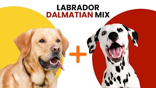 Labrador Dalmatian Mix AKA Labmatian [upl. by Ollecram]