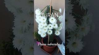 SURAH YASIN AYAH 311 URDU TRANSLATION trending teacherofislam youtubeshorts [upl. by Butterfield]