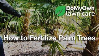 How to Fertilize Palm Trees  DoMyOwncom [upl. by Anerys704]