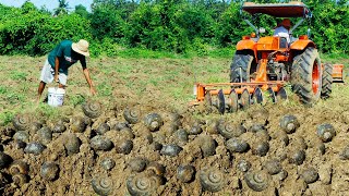 Season Snail Fishing  Catching Snail Tractor After plowing There are snails a lot In the ground [upl. by Dat]