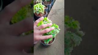 Aralia plant ke bare mein video [upl. by Ttenna234]