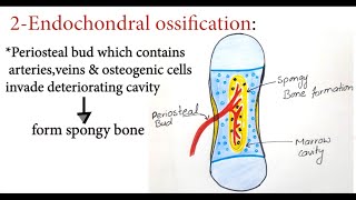 Bone Development  Ossification  Osteogenesis  Bone Forming Cells  Intramembranous  Endochondral [upl. by Brufsky49]