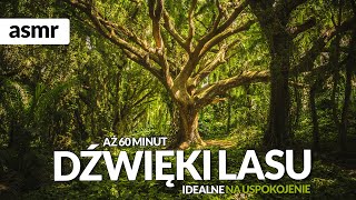 1H DŹWIĘKI LASU ODGŁOSY NATURY ŚPIEW PTAKÓW [upl. by Grayce174]