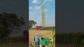 The process of returning ensilage to the field [upl. by Irvin]