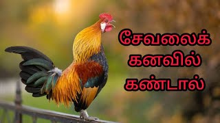 சேவலைக் கனவில் கண்டால் என்ன பலன்sevalai kanavil kandal enna palanrooster in dreamAnitas clips [upl. by Levi]