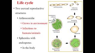 Coccidioidomycosis I Coccidioides immitis I Medical mycosis I Medical microbiology I [upl. by Hoffmann758]