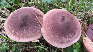 Tricholoma imbricatum November 4 2024 [upl. by Lonnie894]