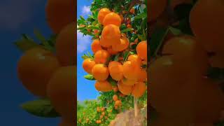 Orange sardi a rhi hai  viralvideo youtubeshorts shortsvideos 1million animatedvideo [upl. by Blunk]