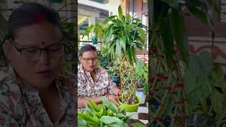 Learn to Design Lucky Bamboo 100K Subscriber Special 🎍✨ shorts shortvideo gardening [upl. by Jayme]