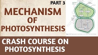 PhotosynthesisClass 11NCERTPart 3Mechanism Of PhotosynthesisCrash CourseNEETAIIMSBiology [upl. by Yalc]