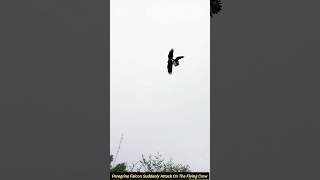 peregrine falcon suddenly attack on the flying crow fyp [upl. by Herates]