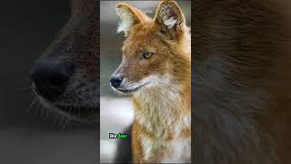 Wild Dogs of Asia How Dholes Hunt Prey Larger Than Themselves shorts buzzbilt wildlife [upl. by Aymik]