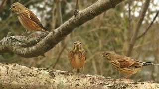 Linnet Birds  Video Bird Song and Sounds [upl. by Carrelli]