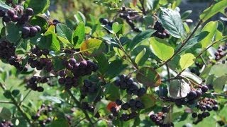 Aronia Pflanzen im Garten Aronia Beeren am Strauch [upl. by Sikras]