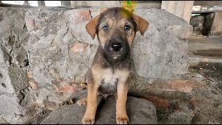 Abandoned Puppy Wouldnt Stop Smiling After Being Rescued In a state of hunger and thirst [upl. by Annal928]