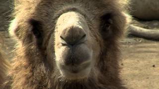 Bactrian Camel  Cincinnati Zoo [upl. by Yezdnil]