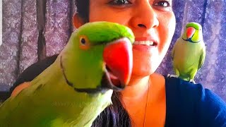 Morning with cute talking parrots Mittu amp Kiwi 💖 talking parrots indianringneck mittu singing [upl. by Tristis]