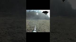 TIR DUN SANGLIER EN SOLOGNE  chasse chasseur hunting hunt wildboar sanglier [upl. by Nivlam]