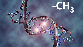 DNA Methylation Important Process in Life [upl. by Neroc]