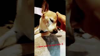 I dont wanna hurt him😌 dog cute funny stopanimalabuse [upl. by Enimasaj163]