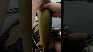 Big Chain Pickerel fishing kayakfishing pickerel pike fish [upl. by Ahsilra674]