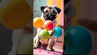 Meet the Adorable Pug A Lovable Breed 🥰 shorts [upl. by Ayitahs]