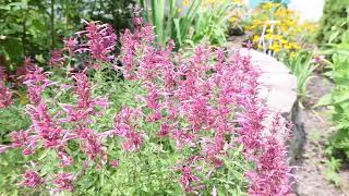 Agastache Rosie Posie  Hummingbird Mint Anise Hyssop  Rosie Posie [upl. by Afital903]