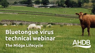 Bluetongue Virus  The Midge Lifecycle  AHDB Webinar [upl. by Thunell]