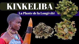 Découvrez le Kinkeliba  La Plante de la Longévité aux Pouvoirs Étonnants [upl. by Ahsilat959]