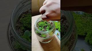 এই প্রথম একটা টেরারিয়াম বানালাম Terrarium making ❤️❤️terrarium plants [upl. by Seabrook374]