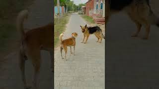 Jarman Safed Vs Deshi Dog shorts  amansinghvlog [upl. by Aikyn]