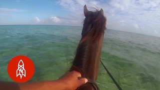 Riding Silk Swimming With Horses In Montego Bay [upl. by Ydualc]