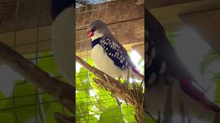 Diamond firetail Finch Singing Stagonopleura guttata  Finch Sounds  Bird Song  Aviary Birds [upl. by Cirderf]