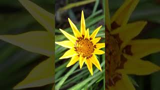 残暑続く・・・ ②ガザニア！ Gazania [upl. by Cirred]