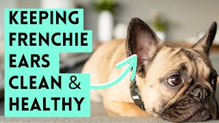 How I Clean My Frenchies Ears  French Bulldog Care and Maintenance [upl. by Mizuki949]