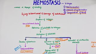 Hemostasis  Easy Flowchart  Physiology [upl. by Sremmus]