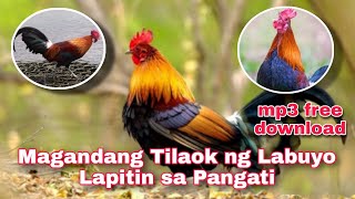 EP2 Magandang Tilaok ng Labuyo  Lapitin sa Pangati [upl. by Nahama325]