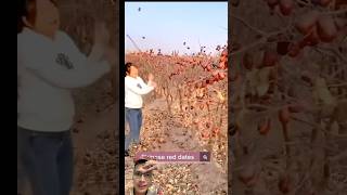 Harvest smart apple orchards sonasmr [upl. by Madeleine]