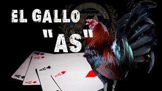 El gallo quotAsquot [upl. by Hurwit126]