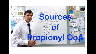 Propionyl CoA Sources [upl. by Ranchod]