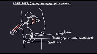 Male reproductive system in humansBiology [upl. by Gerstein]