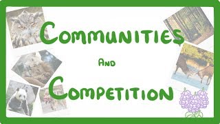 GCSE Biology  Interdependence  Community and Competition 84 [upl. by Floeter]