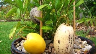 How to grow Pepino fruit from Seeds amp from Cuttings [upl. by Aivul]