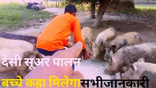 देसी सूअर पालन कैसे करें बच्चे कैसे मिलेंगे और क्याक्या चाहिए [upl. by Louis679]