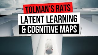 PSYCH TOLMANS RATS LATENT LEARNING amp COGNITIVE MAPS [upl. by Avaria]