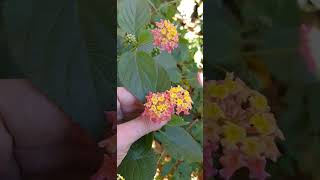 Лантана  Lantana Camara Wandelröschen lantanacamara lantana лантана лантанакамара [upl. by Vickie907]